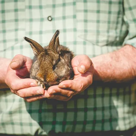 Faluhely Major ファームステイ Mátranovák